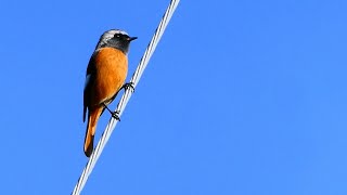 ジョウビタキがやって来た