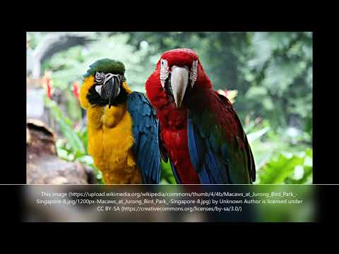4K 10 bit color Amazing Birds.  Beautiful Bird Sounds