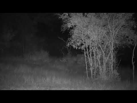 Djuma: Sights and sounds of the night - 18:32 - 07/30/20