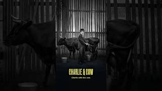 Download lagu Charlie is milking the cow #charliechaplin mp3
