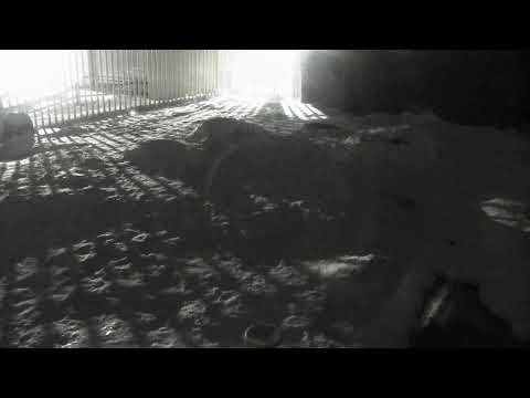 Alaska Zoo Polar Bear