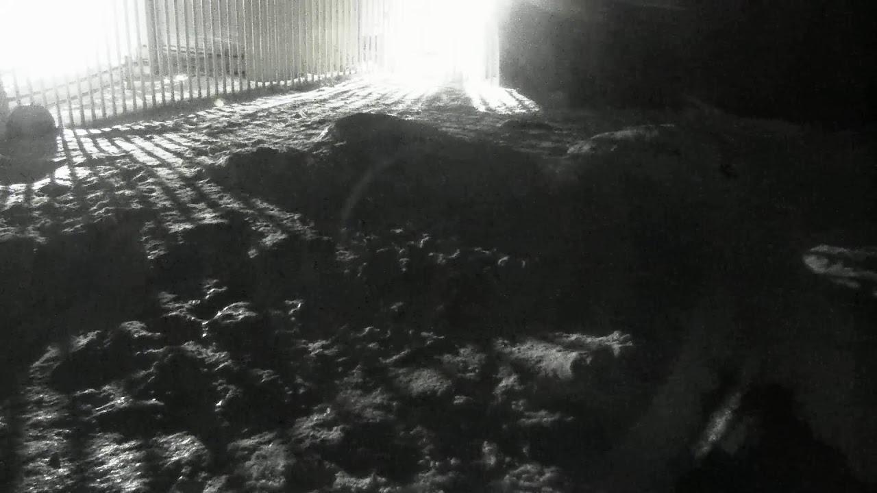 Alaska Zoo Polar Bear Habitat