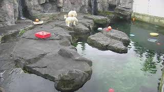 Alaska Zoo Polar Bear Habitat