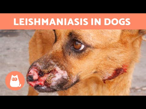 Leishmaniasis in Dogs: Causes, Symptoms, Treatment and Care