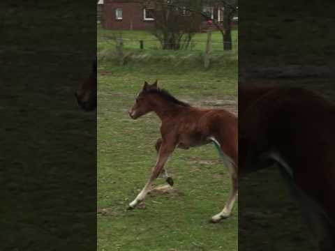 HF v. Cash and Carry - Quintero - Calido