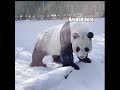 Panda Discovers Something Interesting