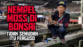 Download lagu Tutorial planting moss di bonsai - TUTORIAL #002 mp3