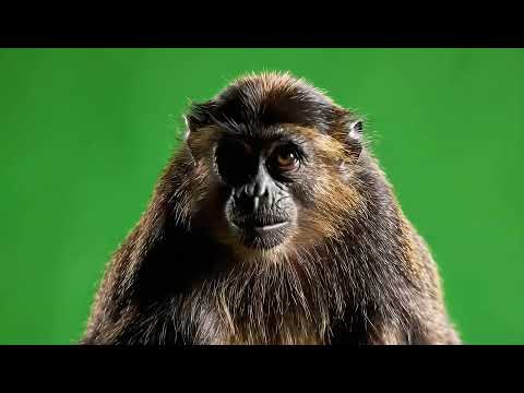 Epic Monkey Funny Green Screen VFX: Realistic Animal Overlay for Your Videos