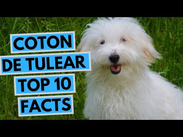 Videouttalande av coton de tulear Engelska