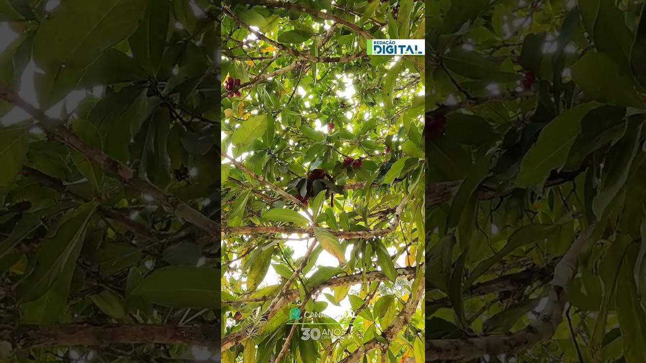 Cena rara: mico-leão-dourado é flagrado se alimentando em parque de Cabo Frio (RJ)