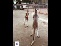 Bo Bo Bo Bom Bo Dmschannel