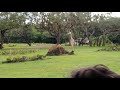 Disney World 2019 Giraffe During Kilimanjaro Safaris At Animal Kingdom