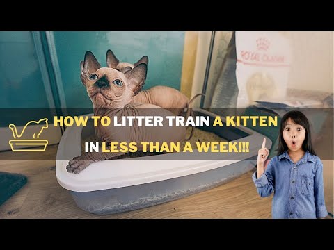 Litter Train a Sphynx Kitten in LESS than a WEEK