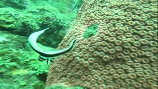 Juvenile Spotted Drum fish - Colombia Taganga