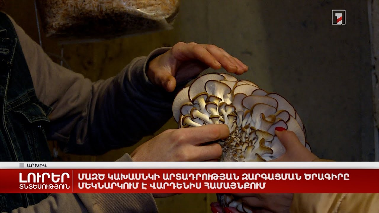 ՄԱԶԾ կախասնկի արտադրության զարգացման ծրագիրը մեկնարկում է Վարդենիս համայնքում