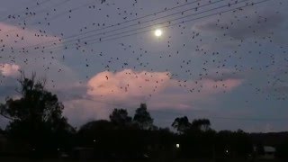 Bats of the Lockyer Valley || Rufus Innerbloom (H.O.S.H remix)