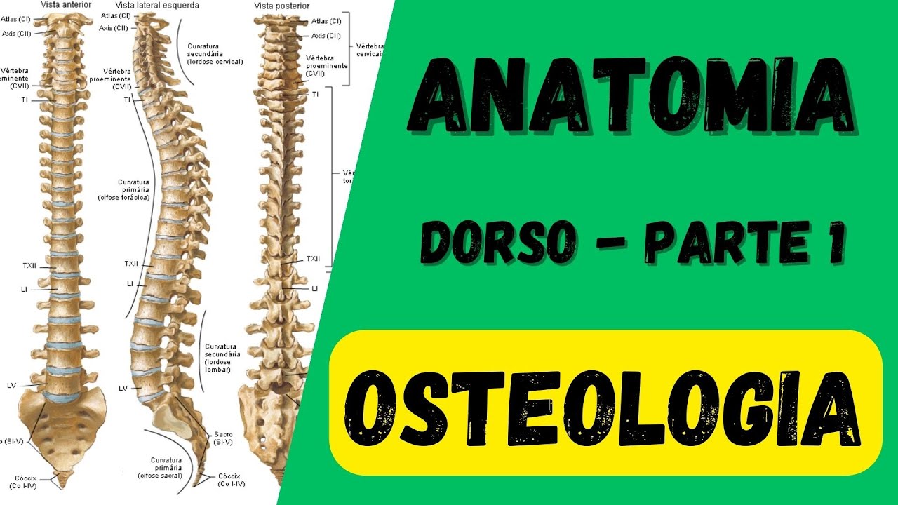 Osteologia do dorso (parte 1)  ANATOMIA  -  Aula de Anatomia humana grátis e fácil