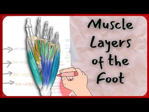 Muscle Layers of the Foot