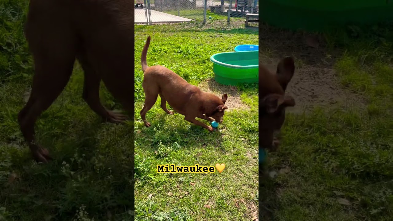 Milwaukee, a Adoptable mixed breed in Corpus Christi, TX video 6/6