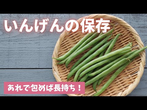 ランナーインゲン豆の冷凍: 収穫物を保存する方法 植物