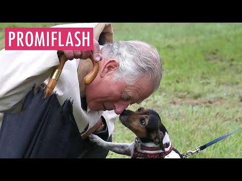 König Charles wünscht sich neuen Hund für den Palast