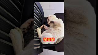 I want sleep ..💤😹 #shortsfeed #cat #newcatvideos #shorts