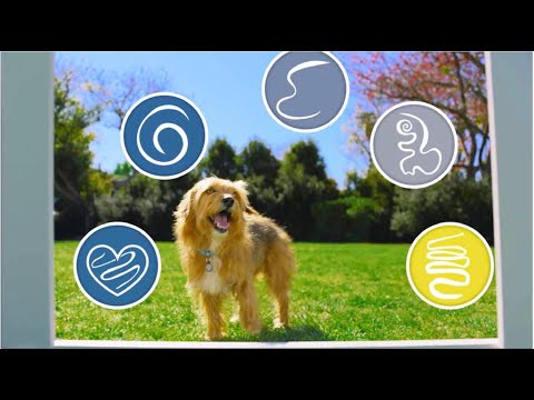 Interceptor Plus for Dogs - milbemycin oxime|praziquantel - 2-8 lbs. (1 chew) - [Heartworm Prevention] Video