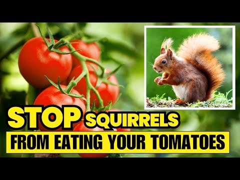 5 Ways to Keep Squirrels From Eating Your Tomato Plants