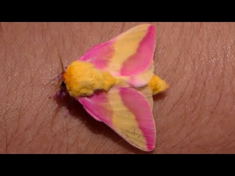 Rosy Maple Moth- Fluffy Moth! Pink Cutie! The Cutest Moth on my channel: (Bart Coppens)