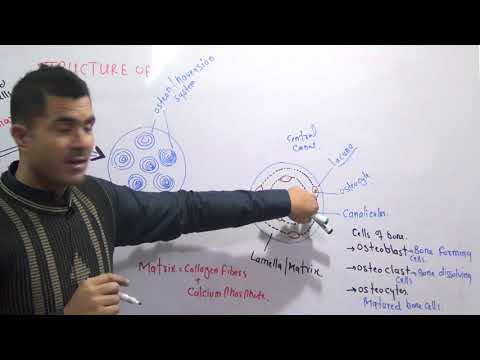 L1- Structure of bone, Endoskeleton explained in detail
