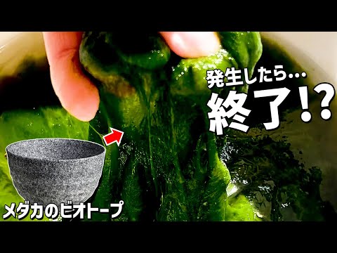 池の藻との戦い トピックス