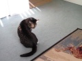 Cat Hisses At Tail