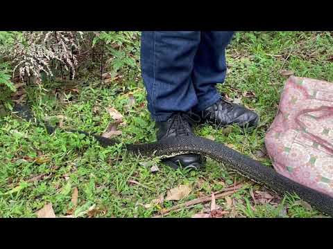 Letting the Diamond Python Go in The Mount Kembla Rainforest Wollongong, Australia