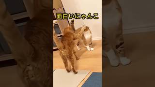 面白いにゃんこ#にゃんこ #子猫 #猫との暮らし #ペット動画 #癒し動物 #もふもふ猫 #かわいい猫