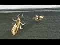 Zebra jumping spider attacking a mayfly that is larger than itself
