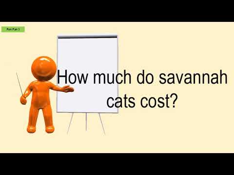 How Much Do Savannah Cats Cost?