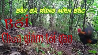 Bẫy gà rừng miền bắc, bổi chưa sung @ketnoiamme1275