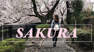 SAKURA FLOWER &amp; SUSHI NO JAPÃO