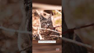 What Is 'Bobcat Fever' And How Can You Protect Your Cat? #shorts
