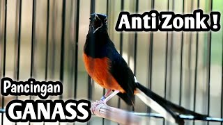 Download lagu MURAI BATU GACOR FULL ISIAN TEMBAKAN KASAR MEWAH AMPUH MELATIH MURAI BATU BONGKAR ISIAN mp3