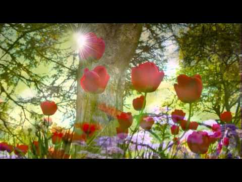 FRANK CHACKSFIELD - SMILE