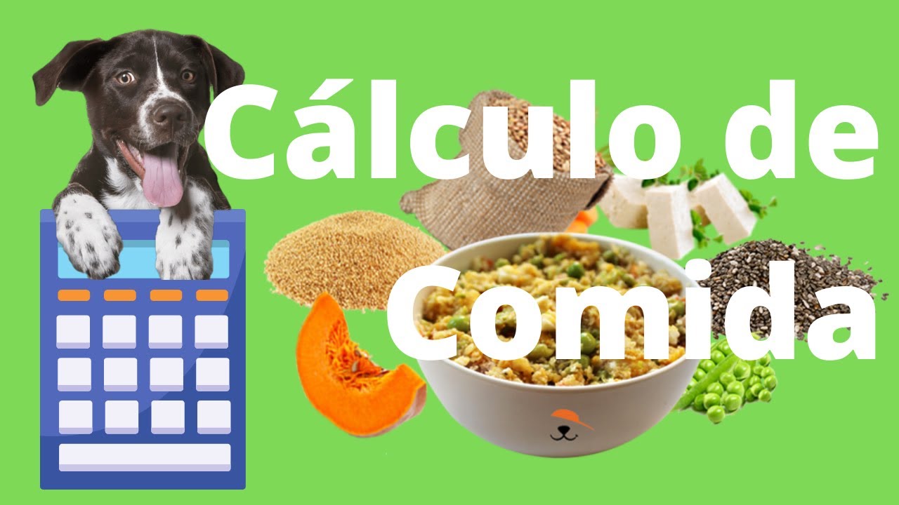como calcular a quantidade de comida diária parte 2