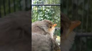 Download lagu SUARA ANAKAN BURUNG CIGUN mp3