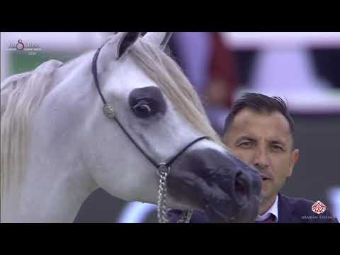 N 56 AJ AFKAR   Al Shiraa International Arabian Horse Show 2020