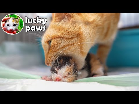 After Giving Birth, Mother Cat Hugs And Nurses Her 1-Day-Old Kittens ( newborn kittens meowing )