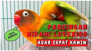 Download lagu SUARA LOVEBIRD KAWIN 100% AMPUH LANGSUNG BIRAHI mp3