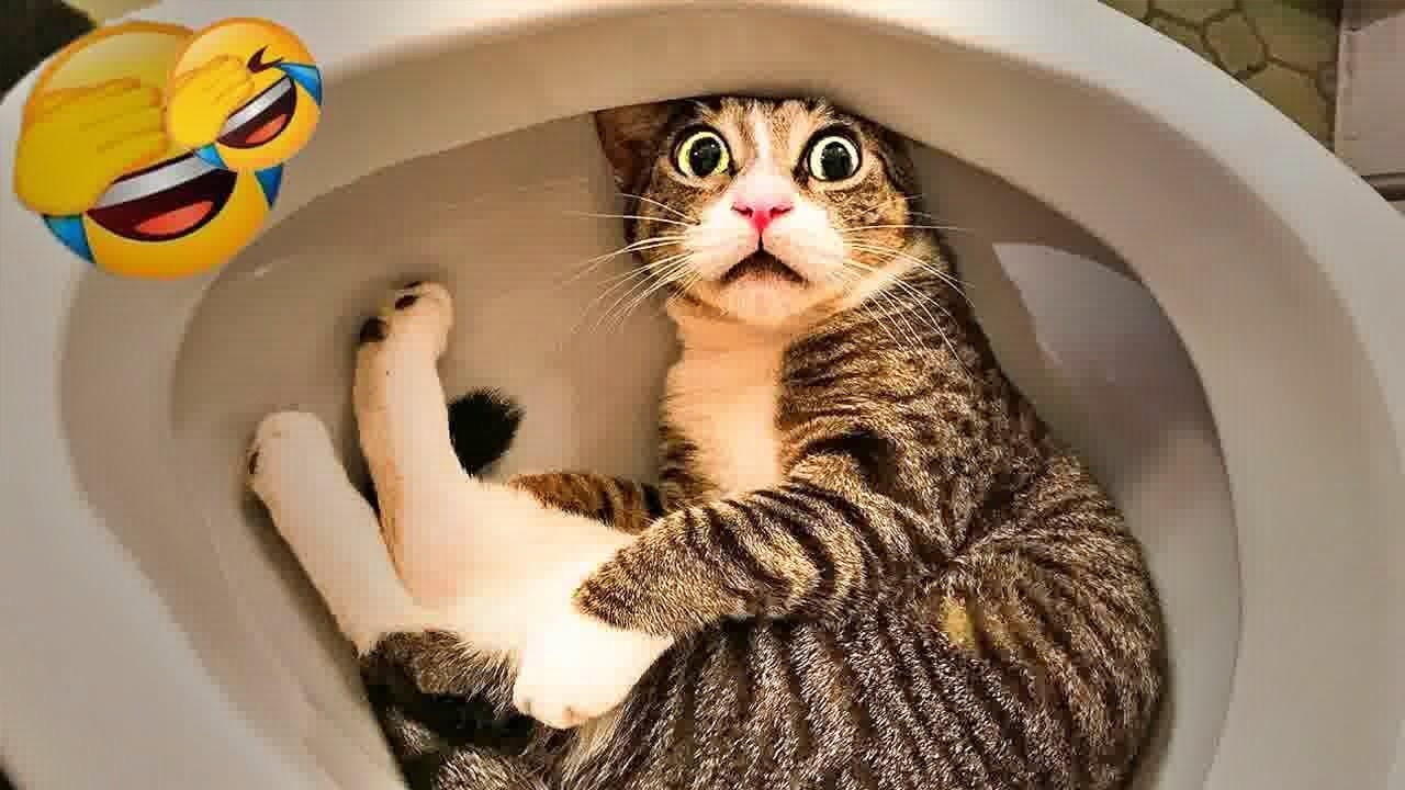 You Laugh You Lose😻🐶Funniest Dogs and Cats 2024😻🐈