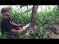Ditebang Malah Tetep Berdiri Stihl Ms382