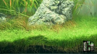 INVITAL Japanese Soil 3 l Powder hnedý japonský substrát