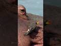 Oxpecker Pecking On A Hippo Wincent FDVtU Nature Wildlife Bird Hippo